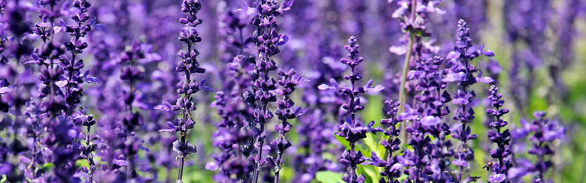 Servizi funebri Gonzaga